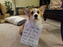 What To Do If Your Dog Eats Your Cat S Litter