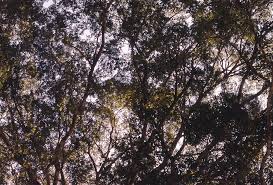 Image result for Brachystegia spiciformis