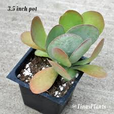 The flapjack plant (kalanchoe thyrsiflora) is known by many names, including the paddle plant, desert cabbage and the dog tongue plant. Kalanchoe Thyrsiflora Flapjacks Paddle Plant Desert Cabbage Tina S Plants