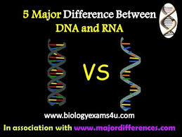 Biology Exams 4 U Differences Between Dna And Rna Dna Vs Rna Dna Genetics Activities Biology Classroom
