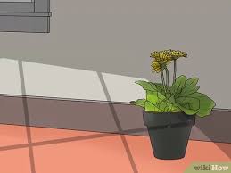 Order flower delivery to home, office, another city. How To Buy Potted Flowers 14 Steps With Pictures Wikihow