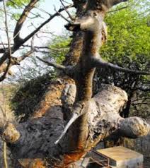 Image result for Commiphora angolensis