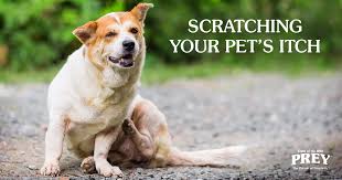 Relief from allergic itch at long last. Even On Hypoallergenic Food My Pet S Still Itching What S Wrong