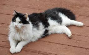 Black And White Tuxedo Cat Long Hair Adopt Hugo A Black White Or Tuxedo Norwegian Forest Cat Mixed Long Coat Norwegian Forest Cat Cat Adoption Norwegian Forest