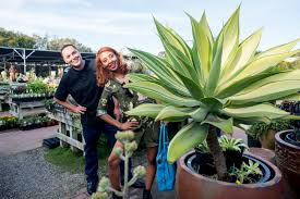 The reason is there are many cacti and succulents for sale results we have discovered especially updated the new coupons and this process will take a while to present the best result for your. Where To Find Rare Succulents Near You The Horticult