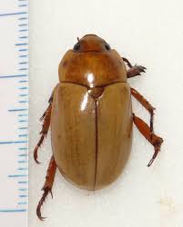 Image result for Secamone punctulata