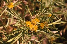 Image result for Geigeria pectidea