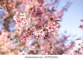 Image result for Prunus cerasoides