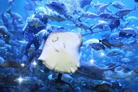 Promo Harga Tiket Masuk Sea World Januari 2021 Mulai Dari Rp 115 000 Halaman All Kompas Com Tiket masuk jauh lebih murah, cepat, dan praktis. promo harga tiket masuk sea world