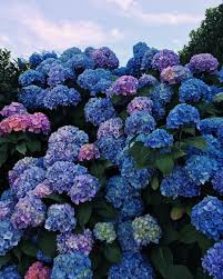 Tessa On Instagram Hydrangeas So Good Hydrangea Wallpaper Hydrangea Hydrangea Garden