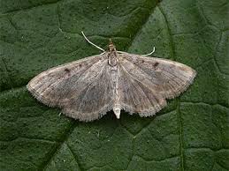 Image result for Anania perlucidalis