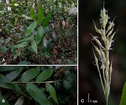 Image result for Olyra latifolia