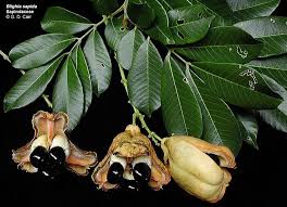 Image result for Sapindaceae