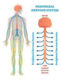 The central nervous system coordinates the functioning of all parts of the human body and is the largest part of the nervous system. Peripheral Nervous System Medical Vector Illustration Diagram With Brain Spinal Cord And Nerves Stock Vector Illustration Of Biology Cord 111705560
