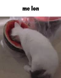 Check spelling or type a new query. Bruh On Twitter Yuumi Stop Eating Watermelon Stupid Fucking Cat