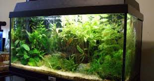 Small Asian Biotope Juwel Record 60 54 Lt Aquascape Planted Aquarium Biotope Aquarium