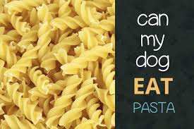 Because jordan only ate one, he should be ok, but i would monitor him. Can Dogs Eat Pasta With Sauce With Butter Pooching Around