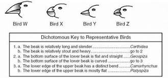 The following statement explains what a dichotomous key is: Dichotomous Key Worksheets And Activities Sockmonkey Science