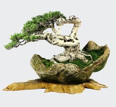 Prachtvolle Bonsai Arten Bonsai Tree Bonsai Styles Bonsai