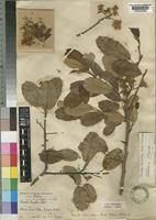 Image result for Monotes africanus