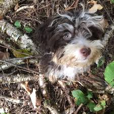 With all of that said, i am 100% confident that. Allergic To New Puppy Havanese Forum