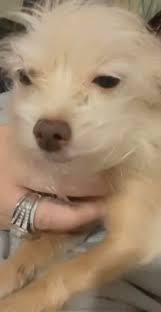 Lost dog Taylor in Centerville Iowa