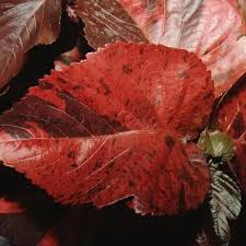 Image result for Acalypha wilkesiana