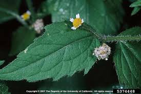 Image result for Galinsoga