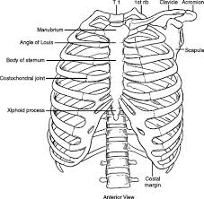 The first seven pairs of ribs are true ribs as they are attached to the sternum directly by costal cartilages scalenus anterior, posterior and medius muscles have attachments on the first and second ribs. Pertinent Surgical Anatomy Of The Thorax And Mediastinum Anesthesia Key