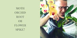 Something is poking out of the base of your orchid plant. Raffaele Di Lallo On Twitter Check Out My Latest Youtube Video On How To Tell The Difference Between A Moth Orchid Root And New Flower Spike Orchid Phalaenopsis Orchids Https T Co Gfjtal6v0q Https T Co U5g9ydefxu