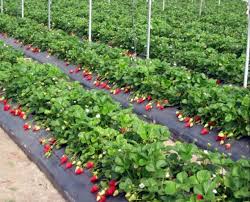 Locuri de munca in craiova din toate domeniile. 100 Locuri De MuncÄ Pentru LucrÄtori In AgriculturÄ In Marea Britanie Prin Intermediul ReÅ£elei Eures Smart Craiova