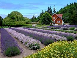 Have your event at purple haze lavender farm or rent venues in sequim, wa and allow eventup.com help you find the perfect event space. Purple Haze Lavender Farm Sequim Washington Mapio Net
