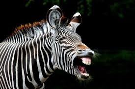 Seepra Zebra Cute Little Animals Animal Tumblr