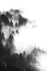 Black And White Woods Picture Tree Black And White Landscape Trees Nature Forest Mist Woods Fog Morning Fog Misty Landscape Forest Photography Black And White Landscape Woods Photography