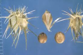 Image result for Cenchrus incertus