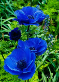 Mehlika Sultan Ya Lda Ra M Adli Kullanicinin Cicekler Panosundaki Pin Cicek Bahcesi Cicek Bitki