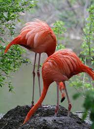 We help with the whole process! Flamengos Photograph By Deborah Molitoris