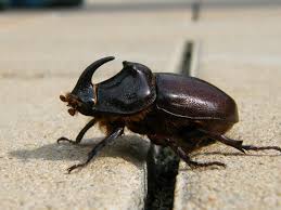 Ein Kafer In Unserem Garten Foto Bild Tiere Wildlife Insekten Bilder Auf Fotocommunity