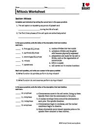 Normal functions occur chromosomes are duplicated dna synthesis occurs cytoplasm divides immediately after this period mitochondria and other organelles are made. Mitosis Worksheet Teachers Pay Teachers