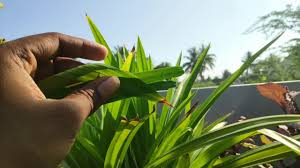 Buy succulent for your garden! Basmati Flavoured Pandan Leaves Easy To Grow Youtube