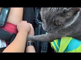 Reposts are allowed (and crossposts are too, don't confuse them!), within reason. Heartbreaking Photo Shows Cat Grasping Owner S Hand On Last Ride To Vet Youtube