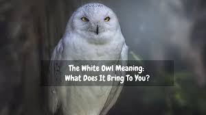 The White Owl Meaning What Does It Bring To You Dejadream White Owl Owl Spirit Animal Owl Spirit Animal Meaning