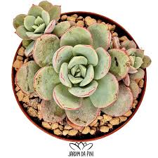 Image result for Indigofera subcorymbosa