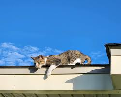 LOST PETS OF METAIRIE AND KENNER