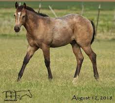 Buckskin horses are well known and universally loved by not only horse people, but non horse people due to popular western television shows and the buckskin genes can be found in breeds such as the american quarter horse, the mustang, the morgan, the tennessee walking horse, etc. Driftin In Blue S 2018 Buckskin Roan Colt Quarter Horses For Sale Working Ranch Horses Texas Ma Quarter Horses