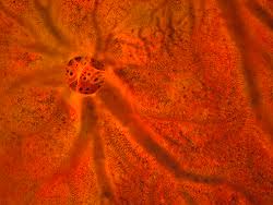 Image result for Crambe kilimandscharica