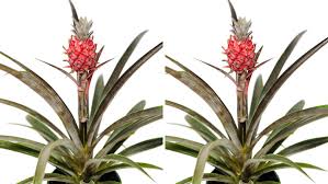 Pineapple plants require a lot of water. You Can Get A Pineapple Plant From Home Depot And They Ll Deliver It To Your Door