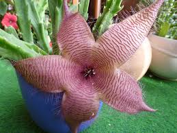 All'interno della sezione singole piante trovi tutte le schede delle principali piante d'appartamento. Stapelia Consigli Coltivazione E Cura