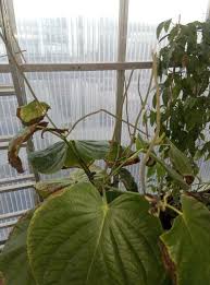 Image result for Piper umbellatum