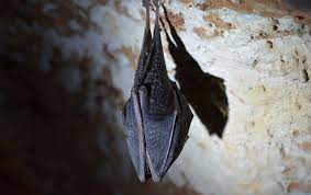 In fact, they really don't want to be near you at all. Do Bats Roost In Basements Let S Dive Into The Deep